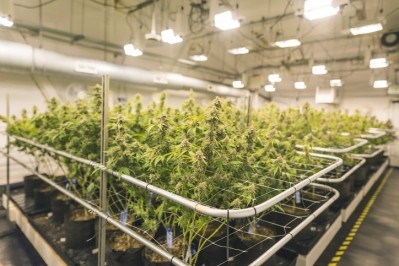 More than 100 Canadian stores have opened their doors to the public this month, battled long lines and struggled to keep enough marijuana in stock to meet demand. Pic: ©GettyImages/FatCamera